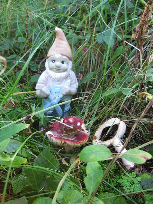 Kabouter-paddenstoel